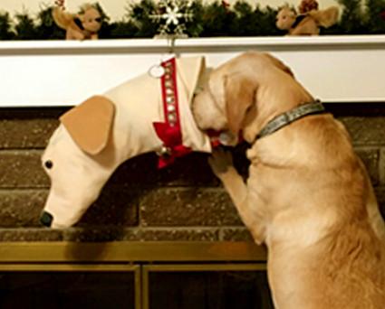 This Yellow Lab shaped Christmas dog stocking is perfect for stuffing toys and treats into to spoil your fur baby for Christmas, or whatever holiday you celebrate!
