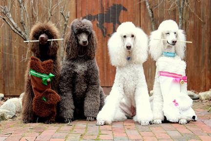 These Poodle shaped dog Christmas stockings are the perfect gift for stuffing toys and treats into to spoil your fur baby for Christmas, or whatever holiday you celebrate!