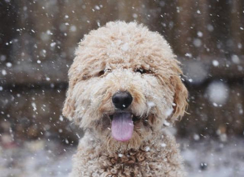 PetMD Suggests 7 Tips For Caring For Your Pet This Winter